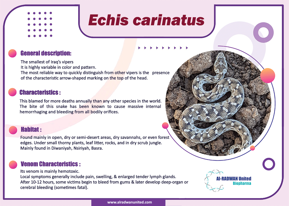 VENOMOUS SNAKES IN IRAQ (Echis carinatus)