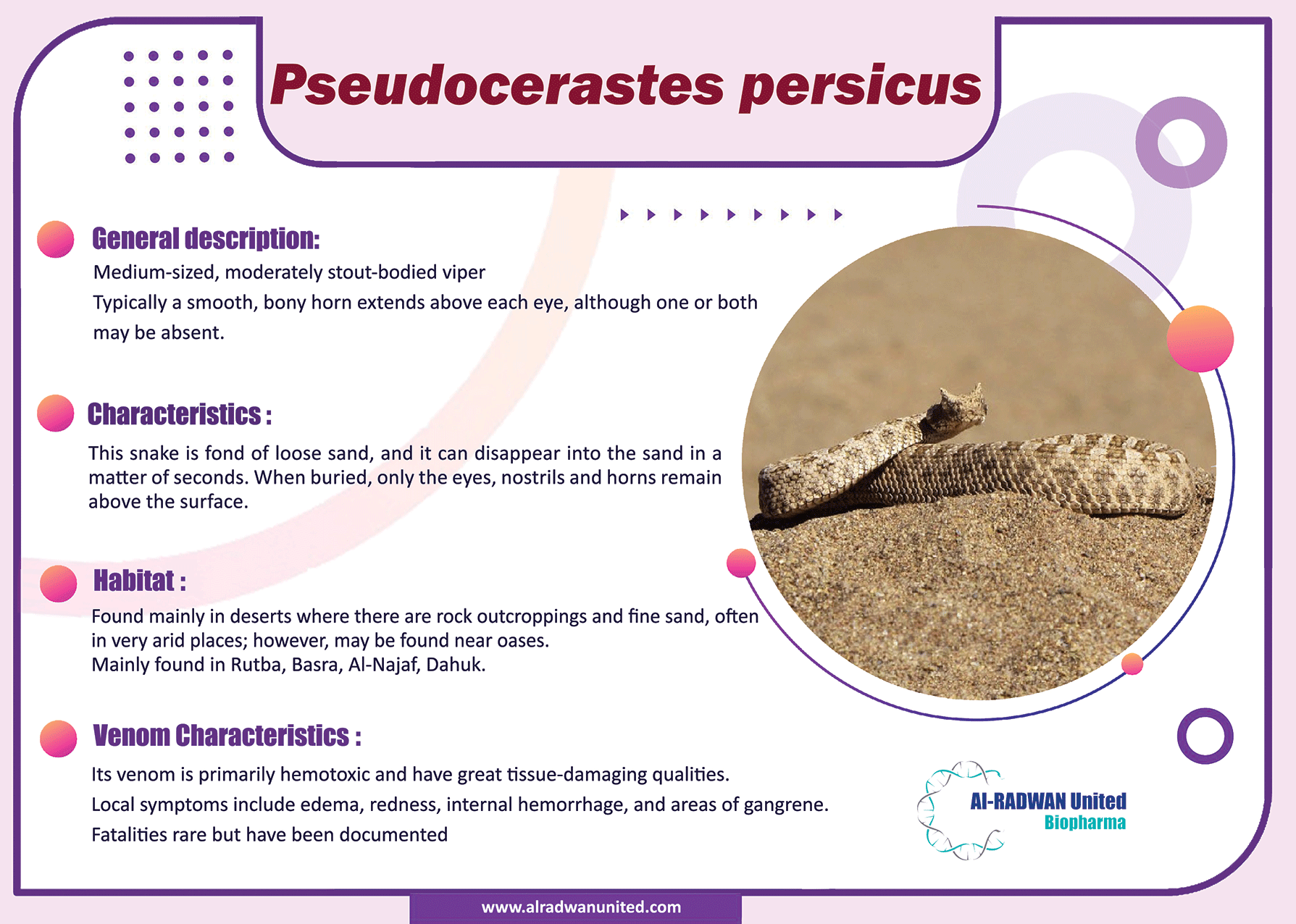 VENOMOUS SNAKES IN IRAQ (Pseudocerastes persicus)